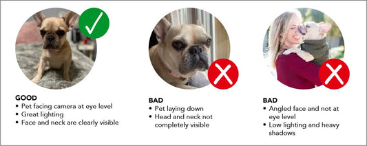 Pet Portrait Image Guidelines